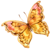 butterfly.gif (5802 bytes)